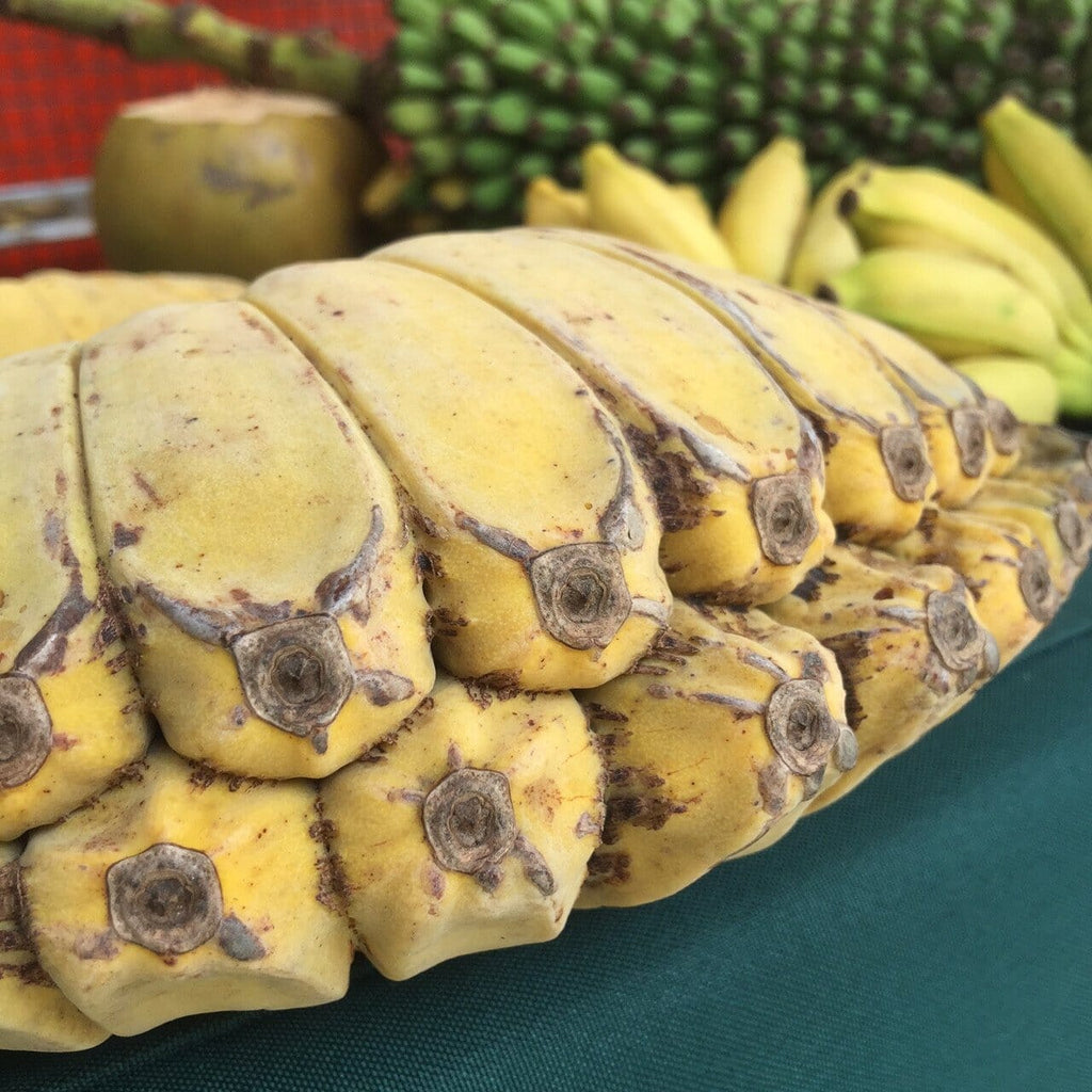 Praying Hands Banana Plant 109-Going Bananas