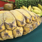 Praying Hands Banana Plant 109-Going Bananas