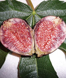 Violet de Bordeaux Dwarf, Fig Tree Fruit Trees 103-Pine Island Nursery 