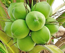 Coconut Palm Malayan Dwarf, Green, 3-gal Container from Florida Fruit Trees Everglades Farm 