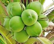 Coconut Palm Malayan Dwarf, Green, 3-gal Container from Florida Fruit Trees Everglades Farm 