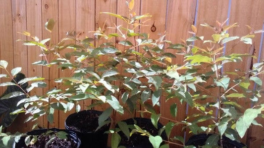 Rainbow Eucalyptus Mindanao Gum Tree Fruit Trees 104-Pacheco