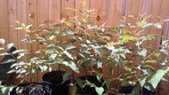 Rainbow Eucalyptus Mindanao Gum Tree, 3-4 feet tall  For Sale from Florida
