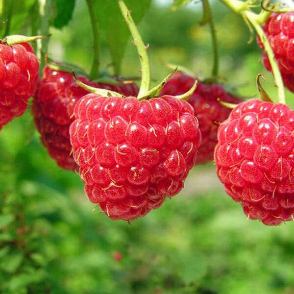 Caroline Raspberry Plant 118-Agri-Starts Inc 12-18 inches & 1-gal