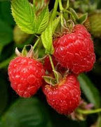 Caroline Raspberry Plant 118-Agri-Starts Inc