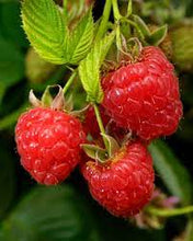 Load image into Gallery viewer, Caroline Raspberry Plant
