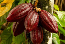 Load image into Gallery viewer, Chocolate Tree Red, Cocoa, Theobroma, Cacao, 2-3 feet tall, Container from Florida
