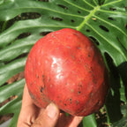 Red Custard Apple, Chirimoya Tree, 3-gal Container from Florida Fruit Trees Everglades Farm 