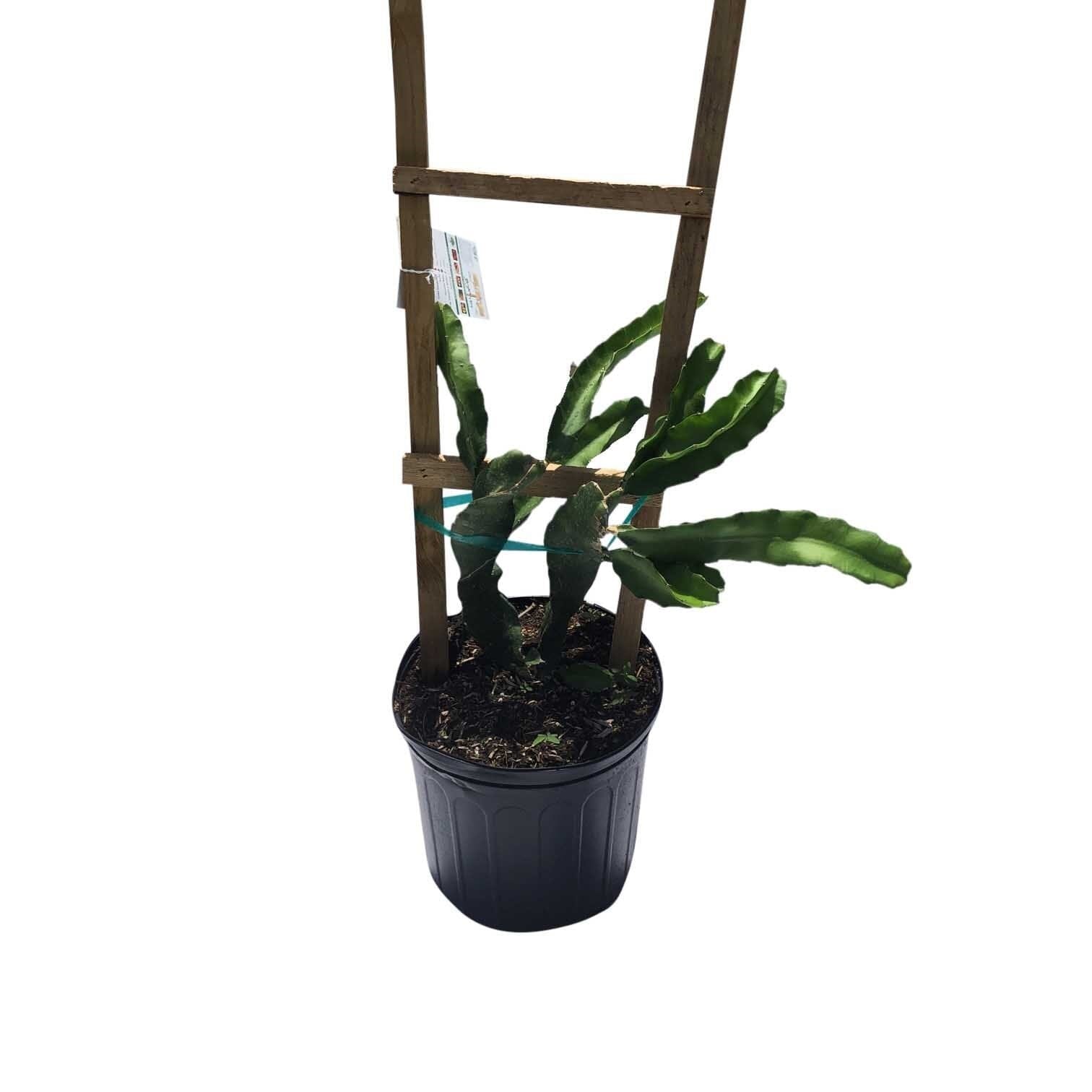 A rooted dragon fruit plant in a three gallon nursery pot, trained up a wooden trellis at Everglades Farm