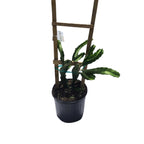 Pitaya, Dragon Fruit Red Fruit Trees 103-Pine Island Nursery 