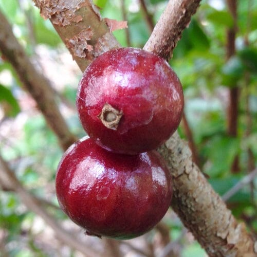 Red Dwarf Jaboticaba Tree, Hybrid Fruit Trees 100-Carlos Tropical Fruits 