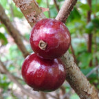 Red Dwarf Jaboticaba Tree, Hybrid Fruit Trees 100-Carlos Tropical Fruits 