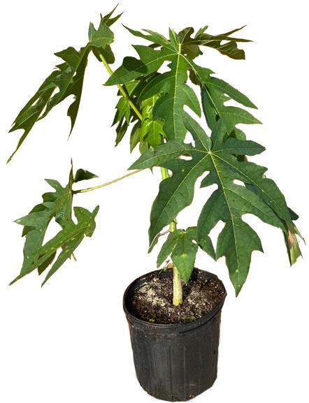 Papaya Red Lady Dwarf Tree, 3-gal Container from Florida Fruit Trees Everglades Farm 
