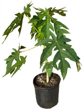 Load image into Gallery viewer, Maradol Red Dwarf Papaya Tree, 7 gal, 4 feet tall for sale from Florida
