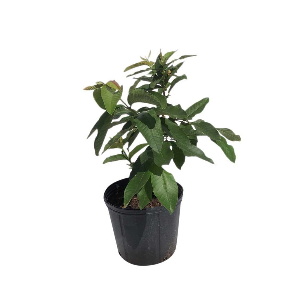 Ruby Supreme Pink Guava Tree, Grafted 100-Carlos Tropical Fruits 