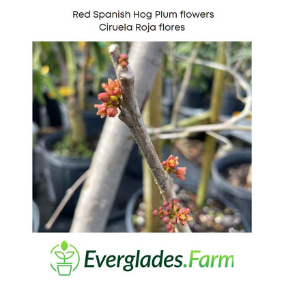 Red Spanish/Hog Plum, Ciruela, Jocote Rojo, Mombin Tree