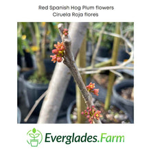 Load image into Gallery viewer, Red Spanish/Hog Plum, Ciruela, Jocote Rojo, Mombin Tree, for sale from Florida
