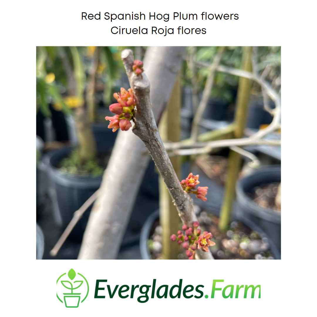 Red Manzano Spanish/Hog Plum, Ciruela, Jocote Tree Everglades Farm
