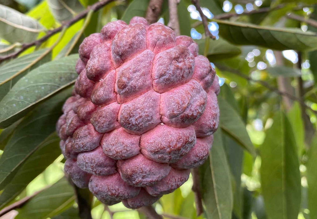 Red Sugar Apple, Sweetsop, Annona Tree Fruit Trees 100-Carlos Tropical Fruits 
