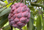 Red Sugar Apple, Sweetsop, Annona Tree Fruit Trees 100-Carlos Tropical Fruits 