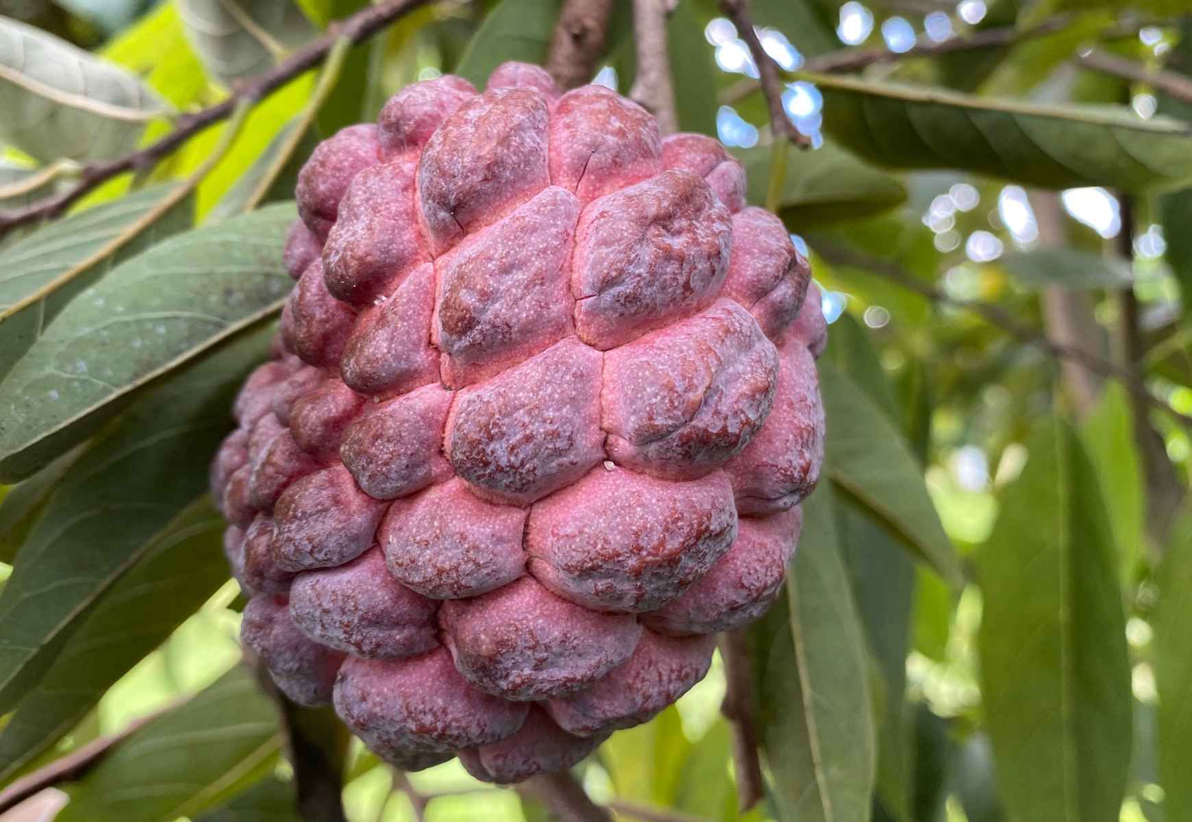 Red Sugar Apple, Sweetsop, Annona Tree Fruit Trees 100-Carlos Tropical Fruits 