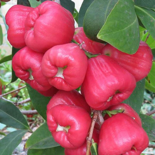 Red Wax Jambu Tree