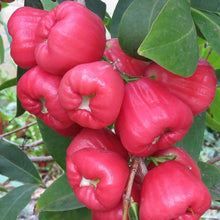 Load image into Gallery viewer, Red Wax Jambu Tree 2-3 feet tall, For Sale from Florida
