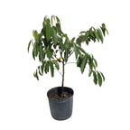 Rollinia Deliciosa Fruit Tree 100-Carlos Tropical Fruits