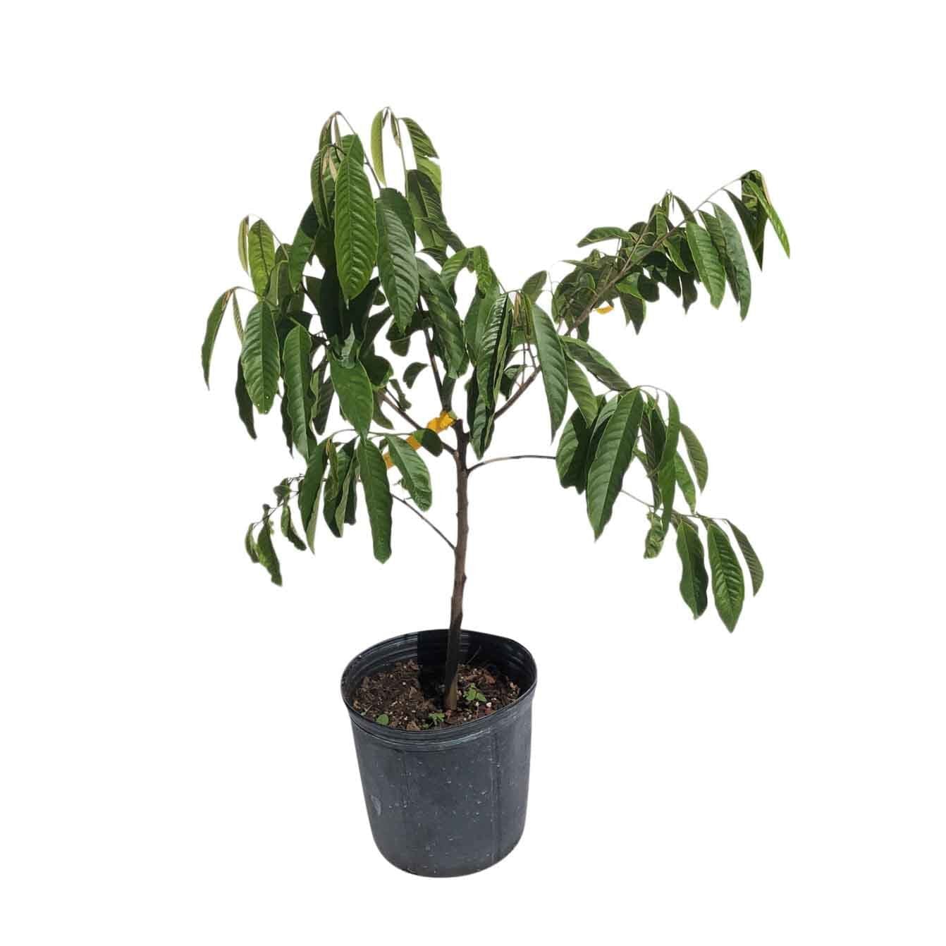 Rollinia Deliciosa Fruit Tree 100-Carlos Tropical Fruits