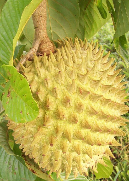 Rollinia Deliciosa Fruit Tree 100-Carlos Tropical Fruits