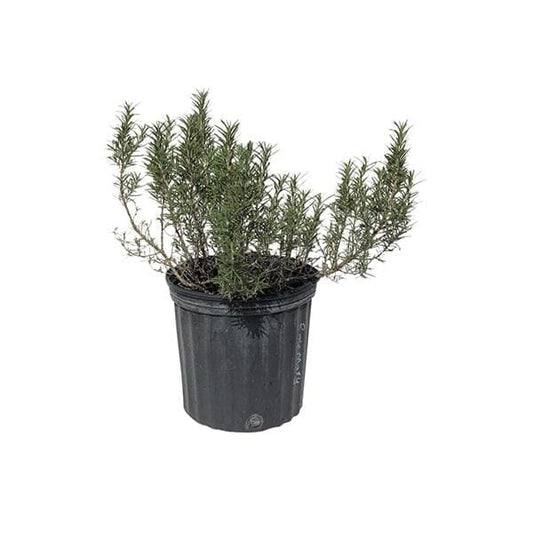 Rosemary Romero Live Plant in 3 gal container Herbs 115-Orlando Nursery 