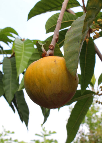 4 Types of Sapote to Enrich Your Tropical Garden – Everglades Farm