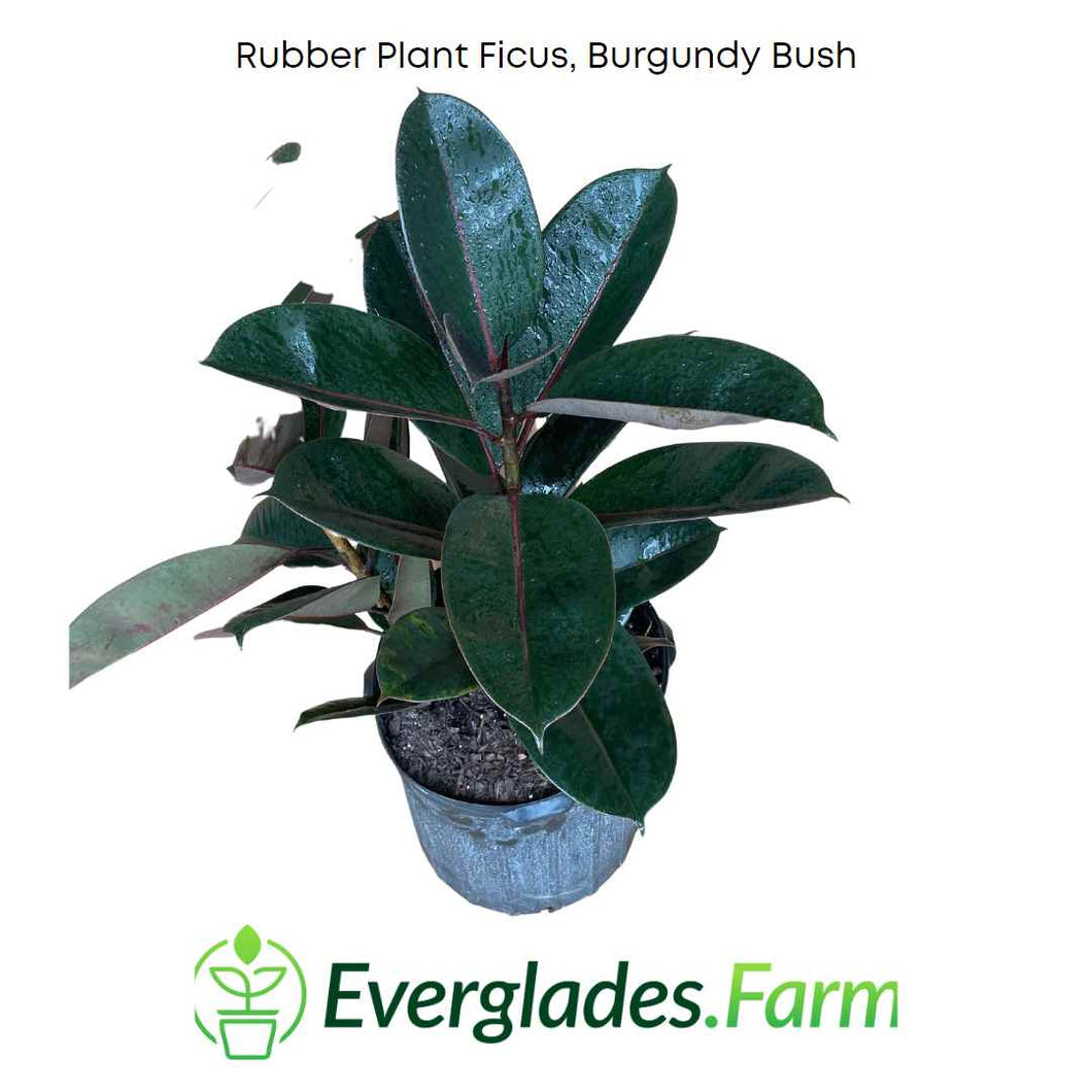 Rubber Plant Ficus, Burgundy Bush Plant 3-4 feet tall in 7-gal. container