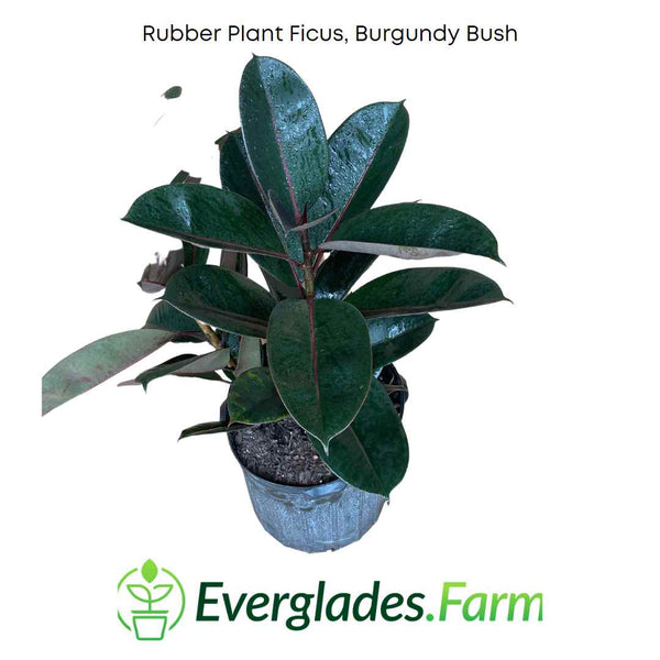 rubber tree bush Rubber Plant Ficus, Burgundy Bush Plant – Everglades Farm