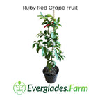 Ruby Red Grapefruit Tree Grafted 103-Pine Island Nursery