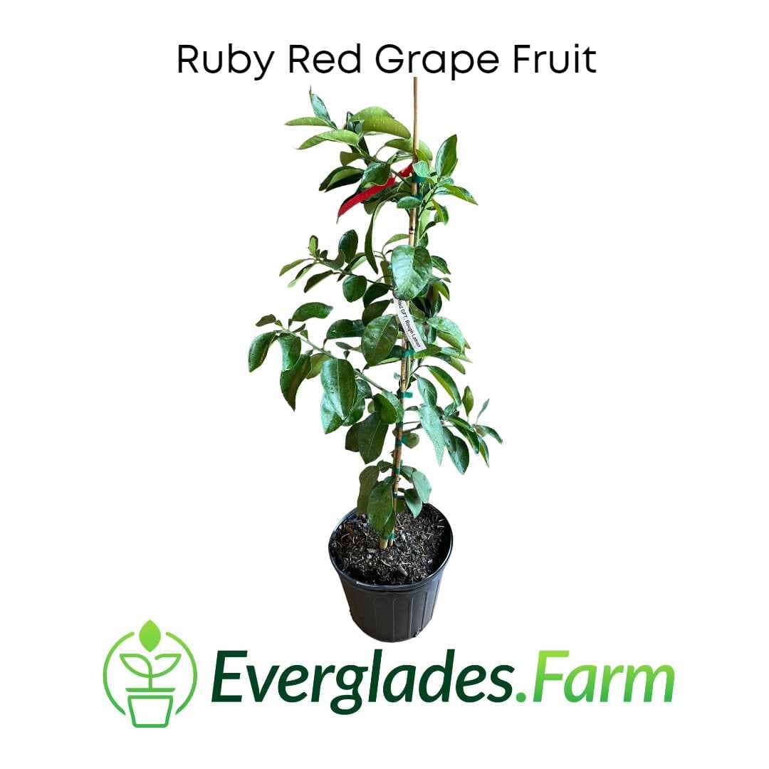Ruby Red Grapefruit Tree Grafted 103-Pine Island Nursery