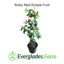 Load image into Gallery viewer, Ruby Red Grapefruit  Tree Grafted 3 feet tall, for Sale from Florida
