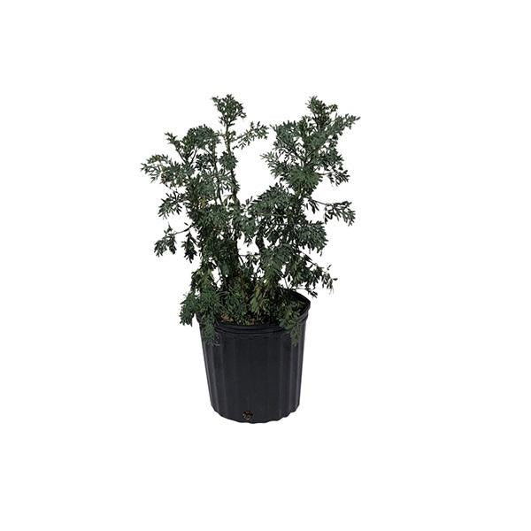 Ruda, Rue, Live Plant, 2 Feet Tall, 3 Gal Container from Florida