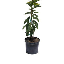 Load image into Gallery viewer, Avocado Tree Choquette Grafted 2 Feet Tall, 3-gal Container from Florida Fruit Trees Everglades Farm 

