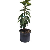 Avocado Tree Choquette Grafted 2 Feet Tall, 3-gal Container from Florida Fruit Trees Everglades Farm 