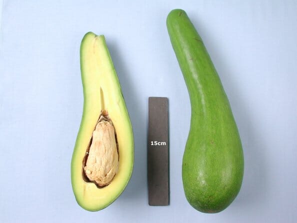 Russell Long Neck Avocado Tree Grafted Fruit Trees 100-Carlos Tropical Fruits