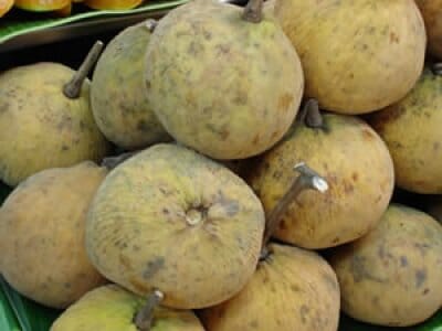 Santol Tree Fruit Trees 103-Pine Island Nursery