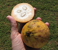 Santol Tree, 3-4 feet tall, for Sale from Florida