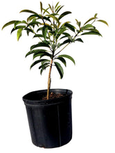 Load image into Gallery viewer, Sapodilla Nispero Tree Grafted, OX Variety, 3-4 Feet Tall, For Sale from Florida
