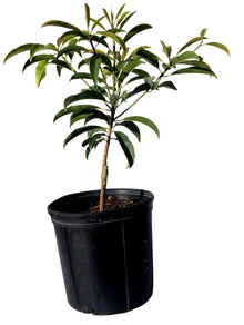 Alano Sapodilla Nispero Tree, Air Layered Fruit Trees 103-Pine Island Nursery 