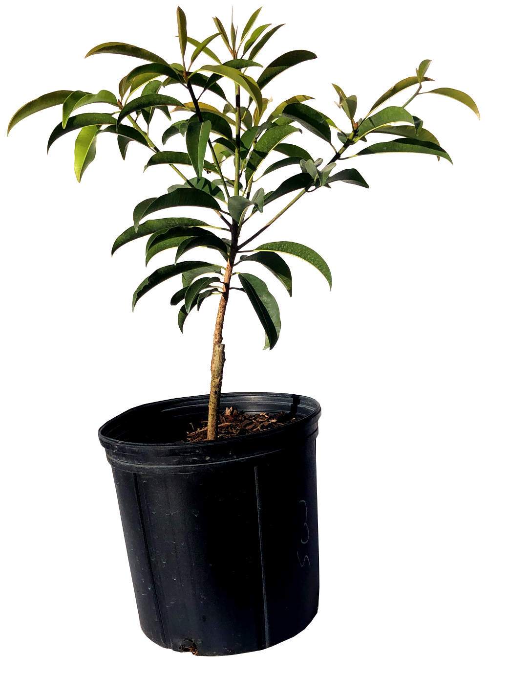 Sapodilla Nispero Dwarf Tree Grafted, Silas Woods Variety, 2 Feet Tall, 3-gal Container from Florida