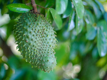 Miami Soursop Guanabana from Seedlings Fruit Tree Fruit Trees 100-Carlos Tropical Fruits
