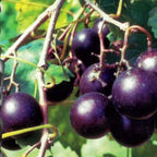 Southern Home Muscadine Hybrid Super Sweet Grape Plant 103-Pine Island Nursery