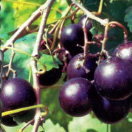 Southern Home Muscadine Hybrid Super Sweet Grape Plant - 2-3 feet tall,