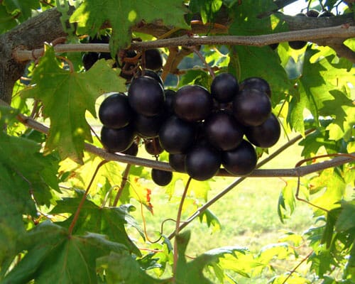 Southern Home Muscadine Hybrid Super Sweet Grape Plant 103-Pine Island Nursery